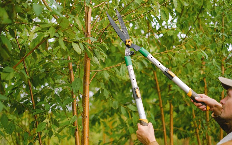Tree trimming in Laona, WI